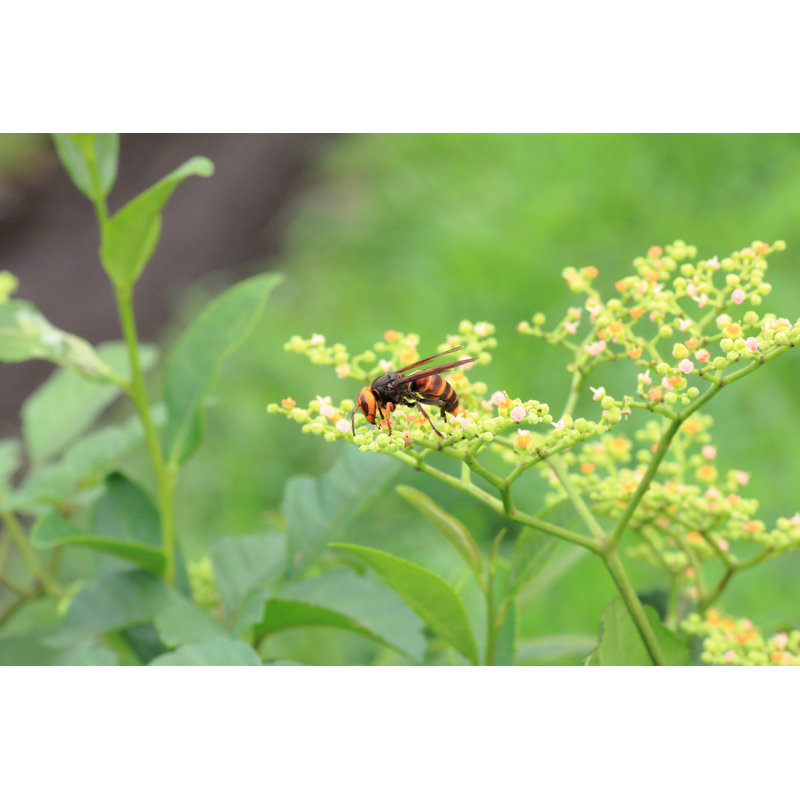Kenshaw Giant Hornet - Wrapped Canvas Print, 30cm H x 46cm W x 3.8cm D