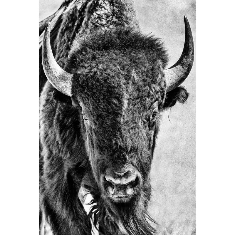 Buffalo Portrait - Painting on Canvas, 122cm H x 81cm W, Black Floater Framed