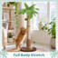  Arbre à chat Coconut Palm