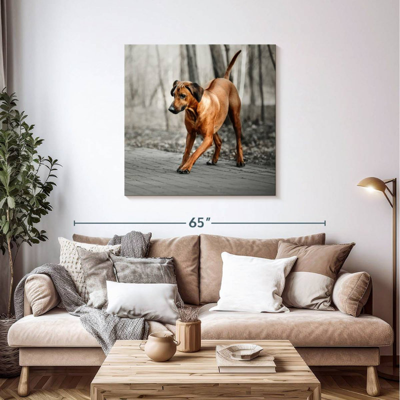 Brampt Rhodesian Ridgeback Puppy, 39" H x 39" W