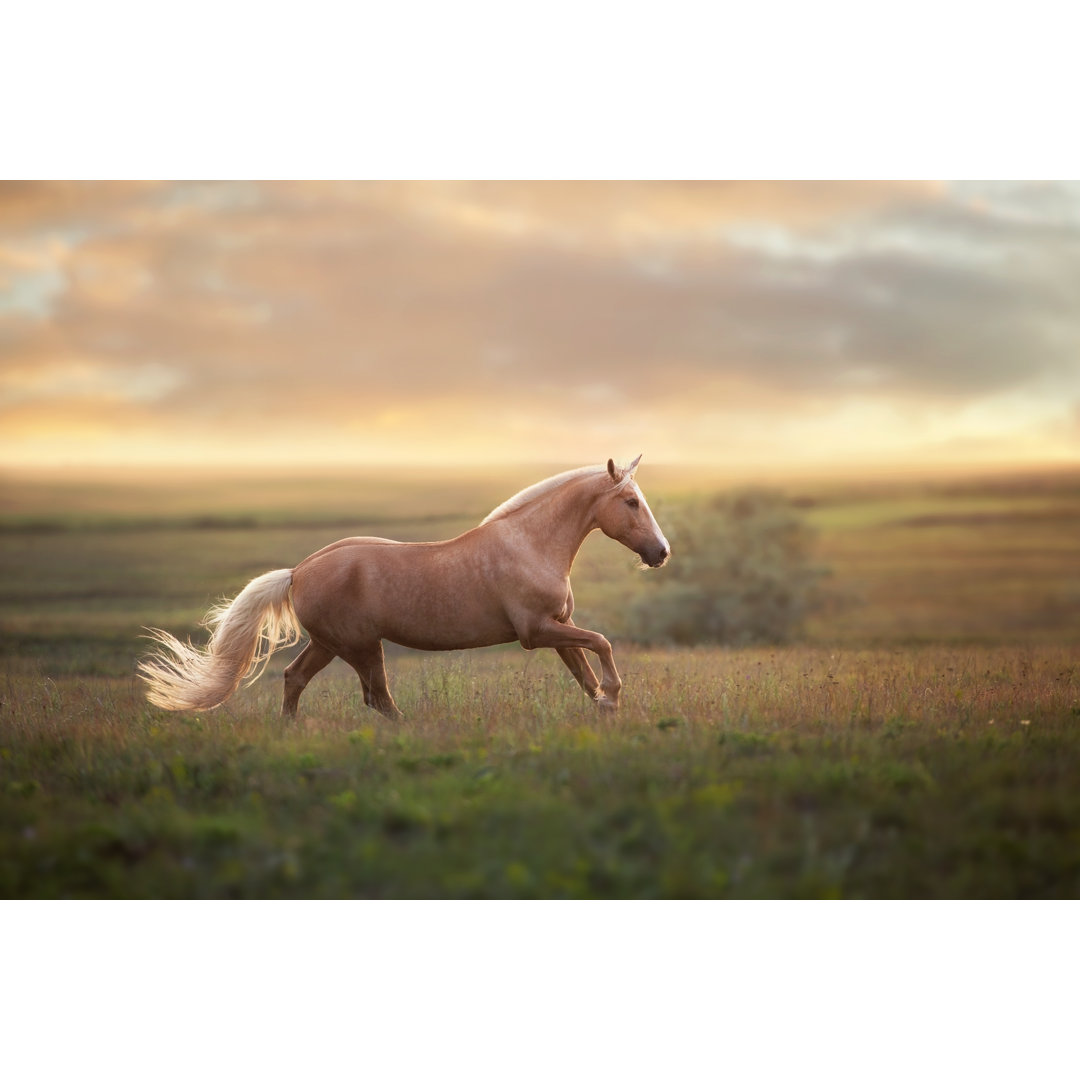 Palomino Horse At Sunset by Callipso - Wrapped Canvas Print