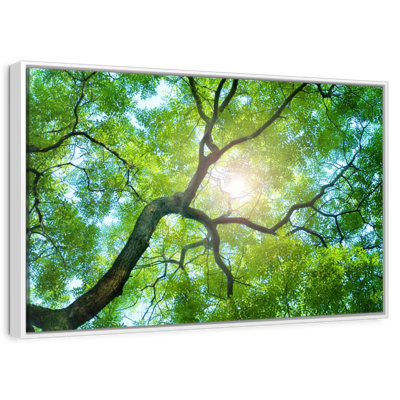 Tree Canopy Sunshine