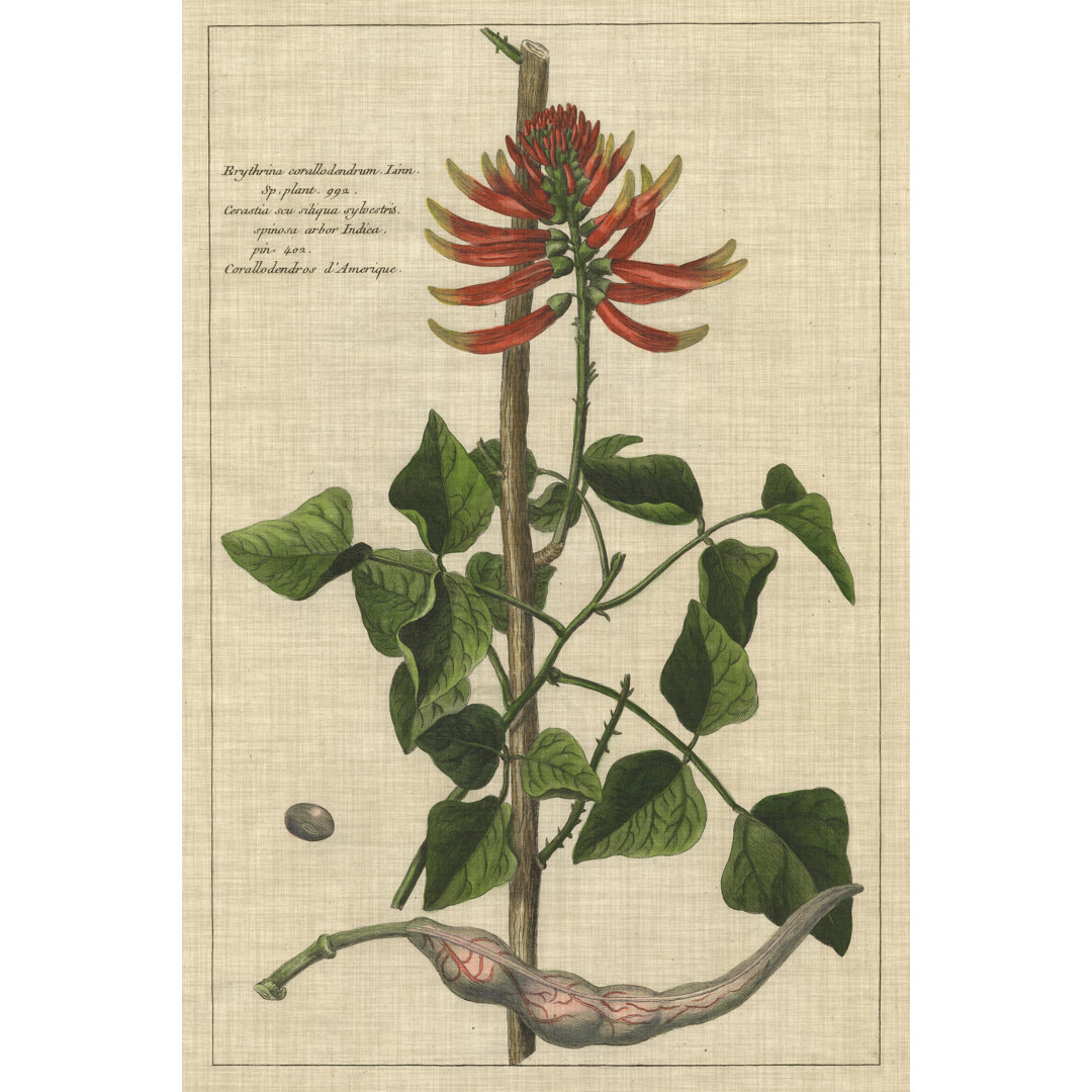 Leinwandbild Botanical Study On Linen IV