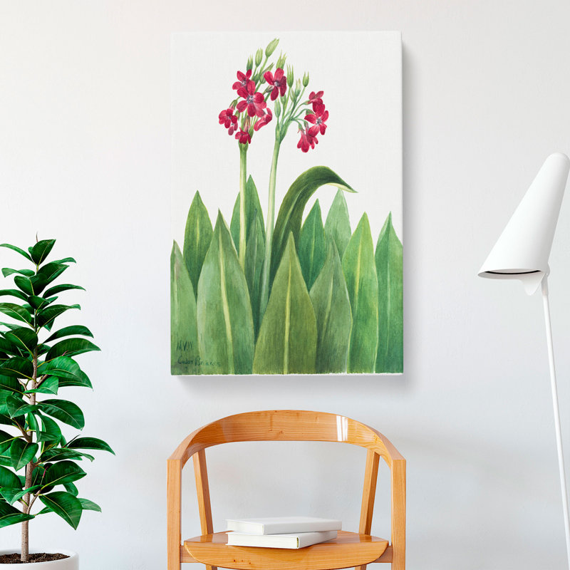 Primrose by Mary Vaux Walcott - Wrapped Canvas, 60cm H x 40cm W x 3cm D