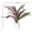 18,9 plante