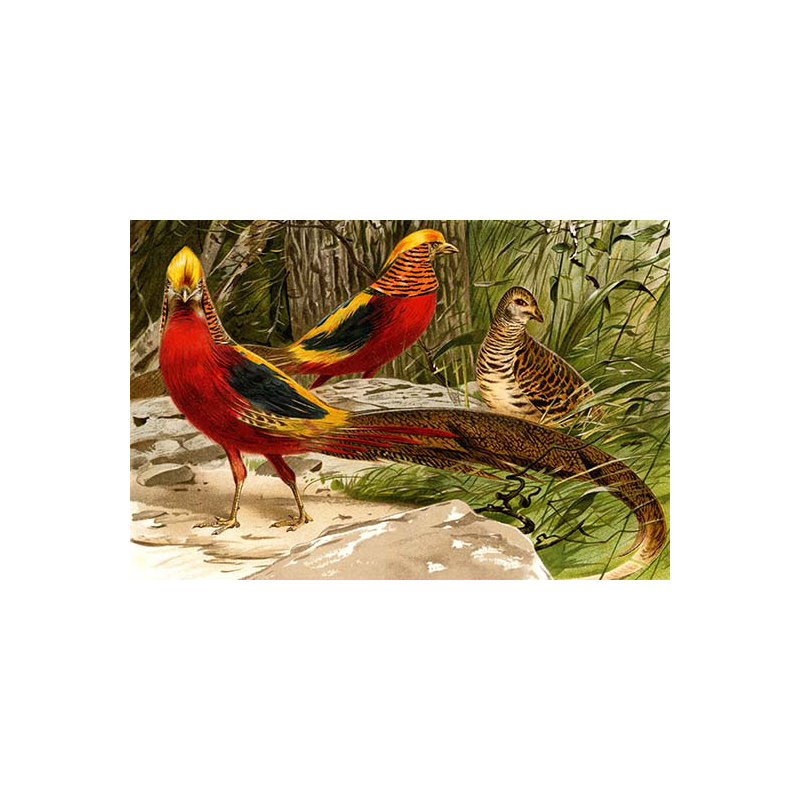 « faisans » par f.w. kuhnert, reproduction d’art