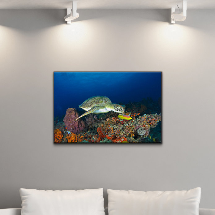 « turtle », art sur toile photo