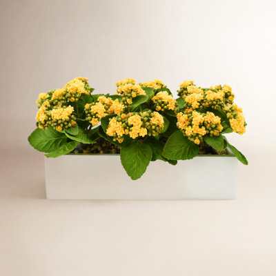 Arrangement Kallas Kalanchoe en pot de fibres