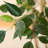 Adcock 8' H Artificial Ficus Tree in 18" White Planter