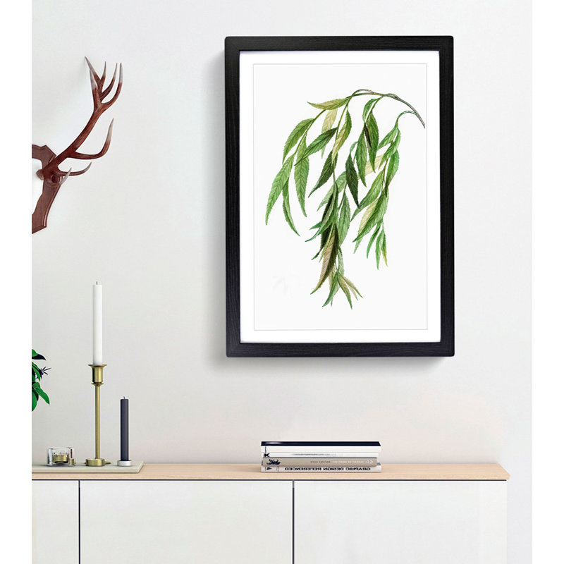 Weeping Willow Tree Branch by Pierre-Joseph Redoute - Framed Print, 65cm H x 48cm W x 2cm D, Black Framed