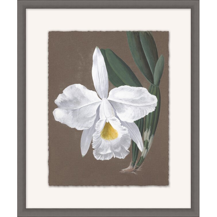 Wendover Art Group Orchid Study 9 by Wendover Art Group | Perigold