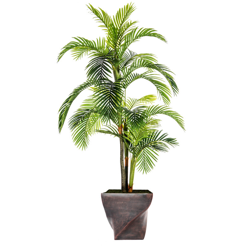 Panama Palm Tree in Planter