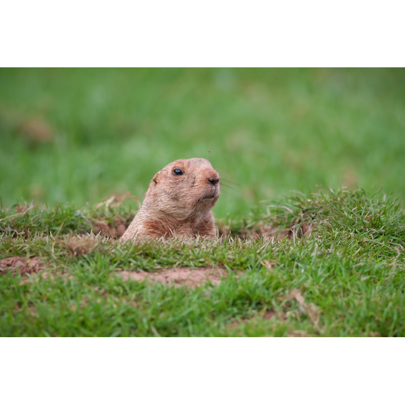 Groundhog by Bahadir-yeniceri - Wrapped Canvas Print, 61cm H x 91cm W