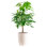 Money Tree in Décor Pot
