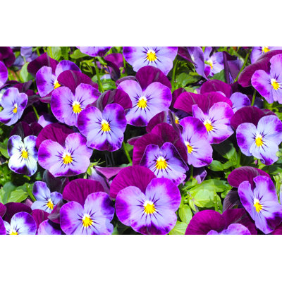Purple Pansies by Purple Raven - Wrapped Canvas Print