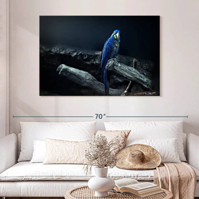 Brampt Hyacinth Macaw