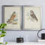 Hawk Owl - ensemble de 2 peintures sur toile encadrées-178982316-178982314