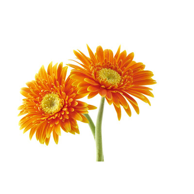 " Gerbera " by Lujing