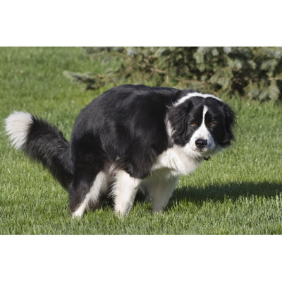 Black and White Dog by Lissart