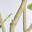 Figuier artificiel 7 pi 7 pi, fausse plante réaliste en pot noir, 1pc / ensemble