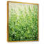 Herbes, thym, passage 2 - Art floral-1611448841-1644732341