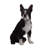 Dog Boston Terrier Statue
