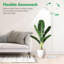 Naomi Grow Light