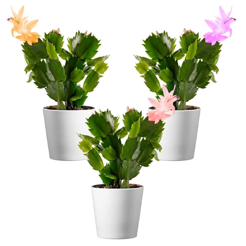 Live Flowering Christmas Cactus in White Pots, Set of 3
