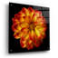 "Orange Dahlia On Black 01" par Tom Quartermaine-223000548