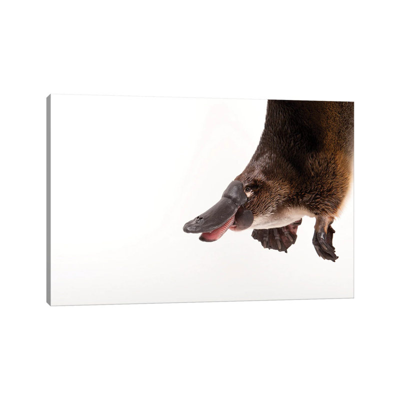 A Platypus At The Healesville Wildlife Sanctuary by Joel Sartore - Gallery-Wrapped Canvas Giclée on Canvas, Canvas