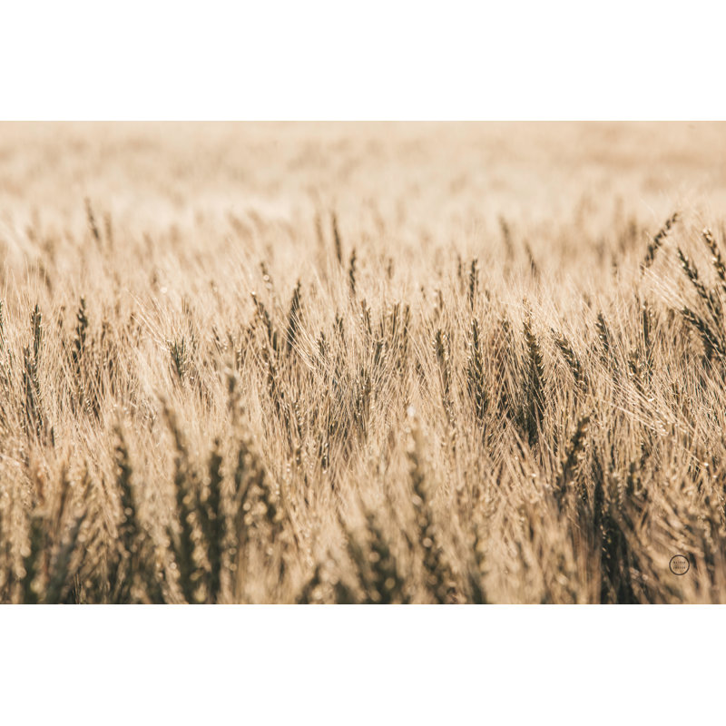 Dakota Wheat Fields by Nathan Larson - Wrapped Canvas Print, 20cm H x 30cm W x 3.8cm D