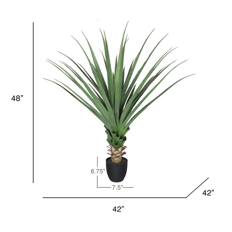 Plante Cobb 48 po