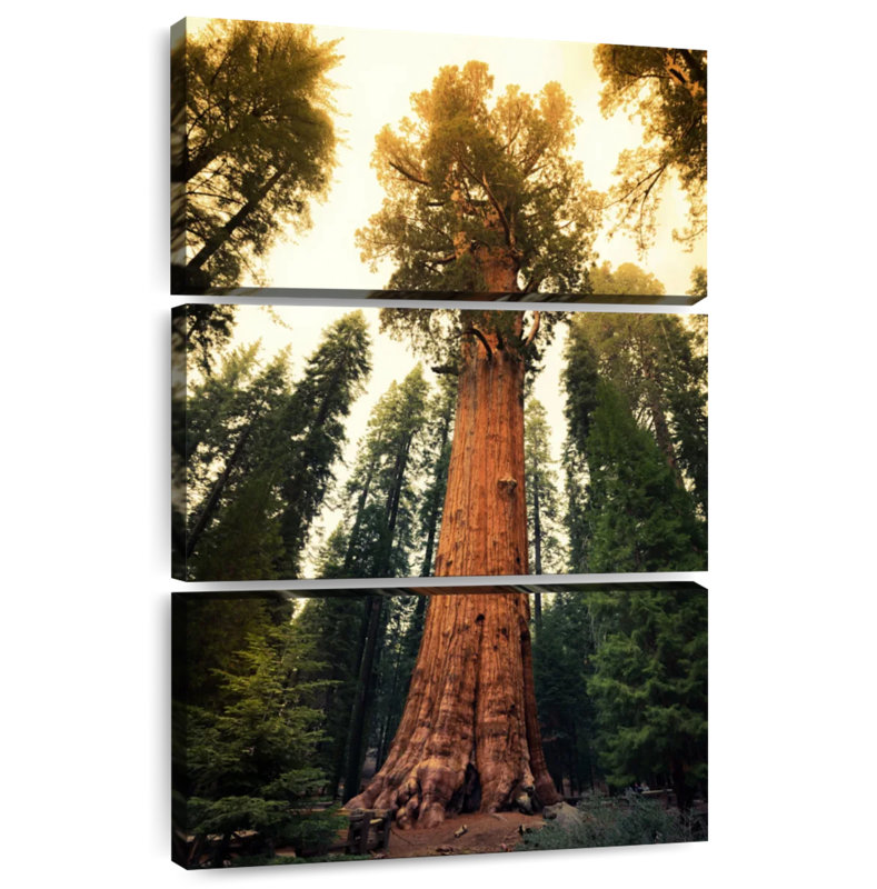 Alvord Twilight Sequoia National Park, H 57 po x l 36 po