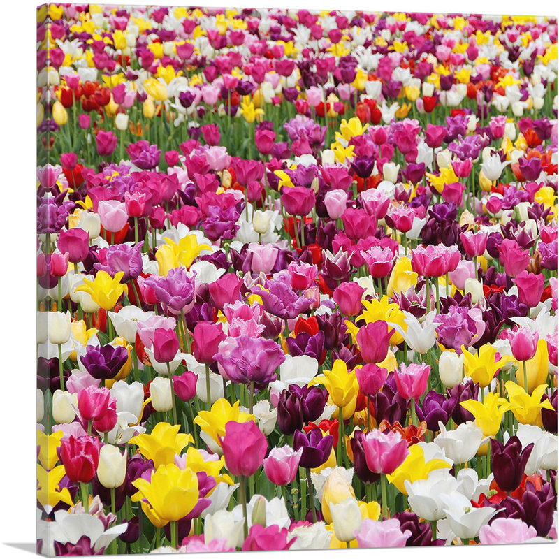 "Tulipes" Home Decor Square - Reproduction de photo sur toile tendue, H 26 po x l 26 po x P 0,75 po