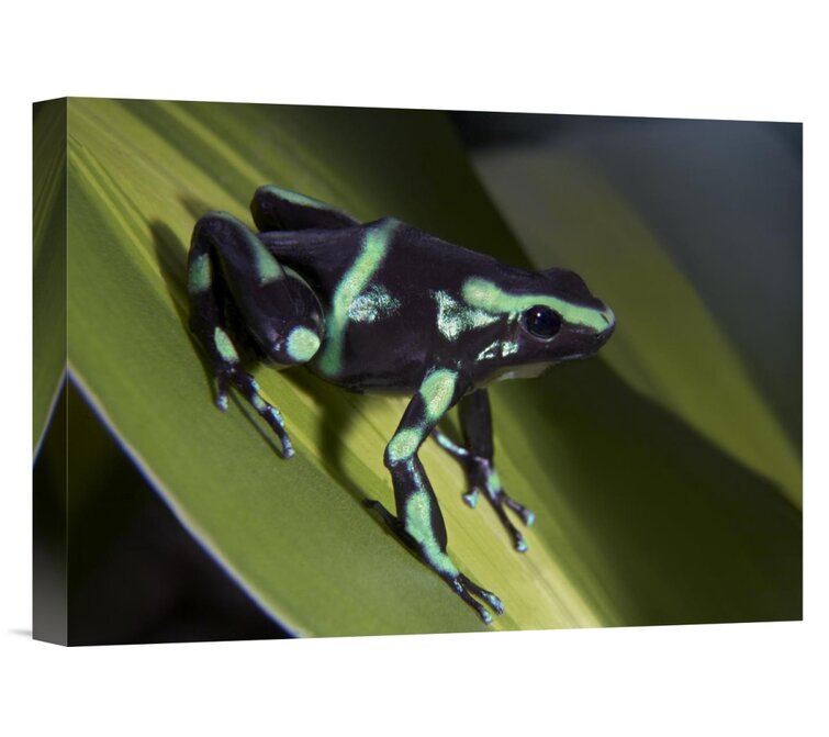 Bless international Costa Rica 'Green And Black Poison Dart Frog ...