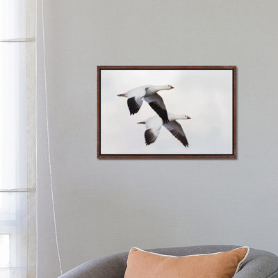 Ross's geese 1 Piece Wall Art on Canvas