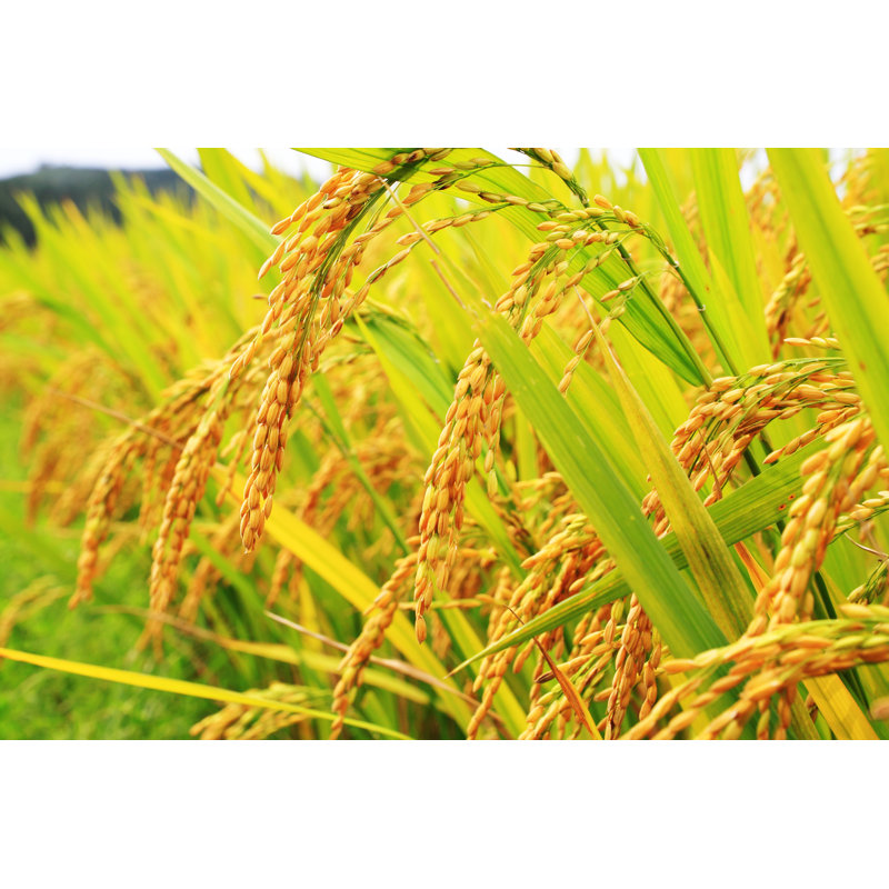 Golden Rice Plant - Wrapped Canvas Print, 30cm H x 46cm W