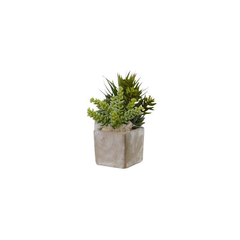 Succulents Arrangement in Concrete Triple Pot