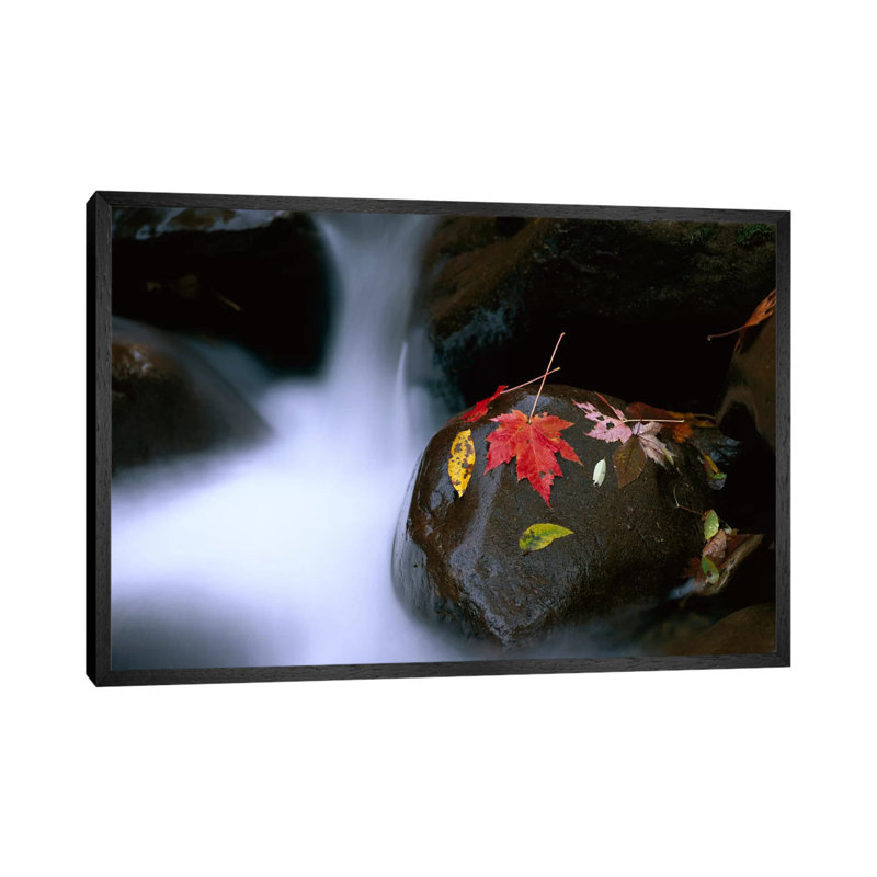 Little Pigeon River Cascading Among Rocks And Colorful  Maple Leaves Great Smoky Mountains  TN II 1 Piece Wall Art on Canvas