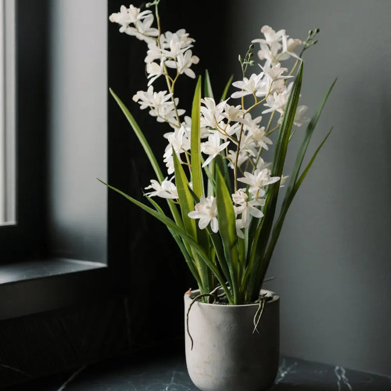 Orchidée blanche 22,5 "en pot Vanda