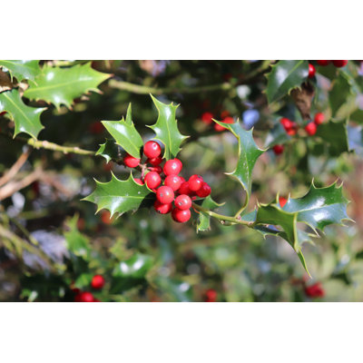 " Evergreen Trees With Branchlets. "