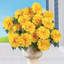 Zinnia Arrangement in Jar-2133228415
