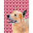 Bouvier australien (brun)