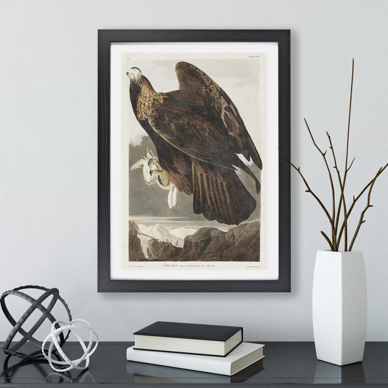Golden Eagle by John James Audubon - Framed Print, Black, 45cm H x 63cm W x 2cm D