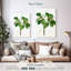 Harnek Magnolia Glauca-108423960