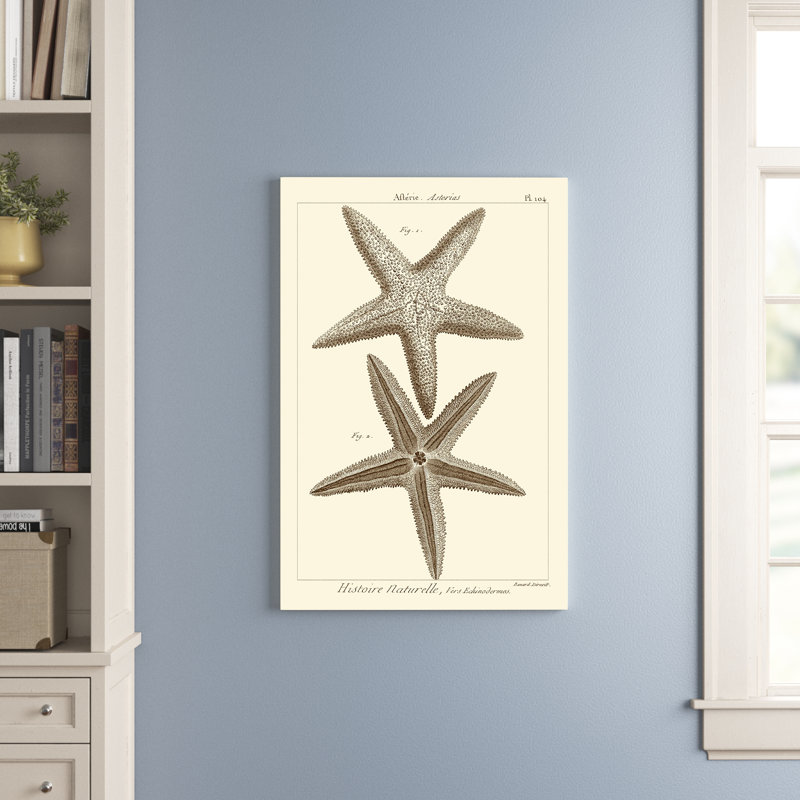 Striking Starfish I - Graphic Art, 122cm H x 81cm W, Wrapped Canvas