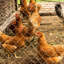 Clôture en métal galvanisé de 5,6 pi x 57 pi pour les bovins et les chevaux - Léger et flexible, facile à monter, à utilisation intensive, enduit de zinc, structure robuste, peu d'entretien, pâturages idéaux-903576717