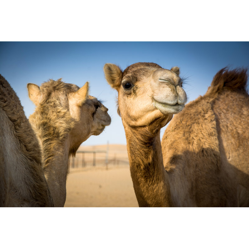 Camels inrabia - Photographie sur toile tendue, H 8 po x l 12 po x P 1,25 po