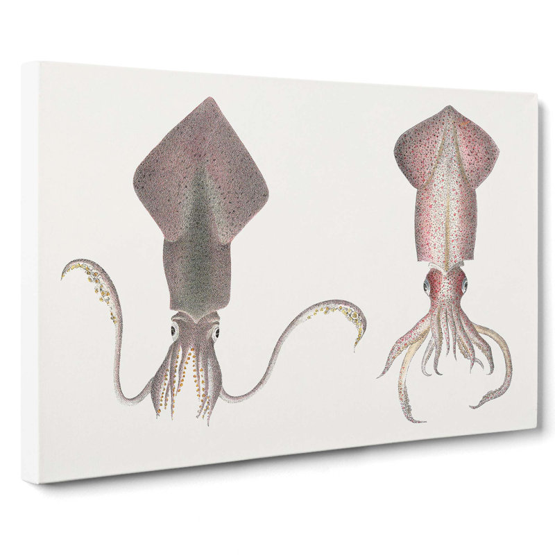 Squid Illustrations by J.E. De Kay - Wrapped Canvas Painting, 40cm H x 60cm W x 3cm D