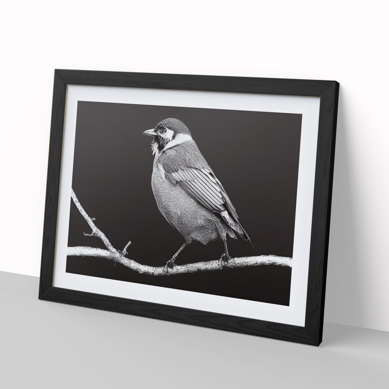 Attractive Bird - Single Picture Frame Print, 46cm H x 64cm W x 2cm D, Black